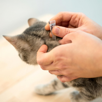 Causes of Flea Infestations